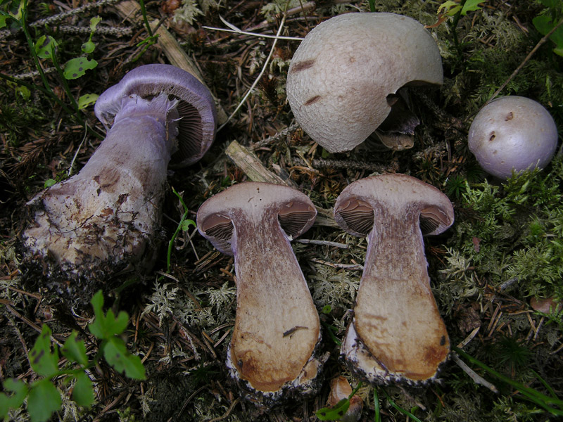 Cortinariaceae